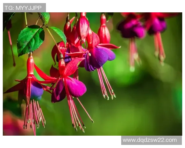 梅西是否是巨蟹座 解析他的星座与个性特征